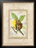 Cuban Species I