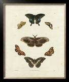 Buy Butterflies III at AllPosters.com
