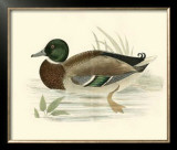 Buy Morris Ducks I at AllPosters.com