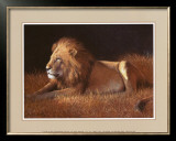 Majestic Lion