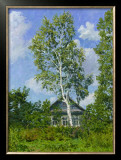 Birch Tree Near Dwelling Framed Art Print