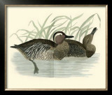 Buy Morris Ducks II at AllPosters.com