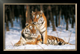 Buy Tigres at AllPosters.com