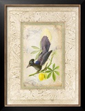 Cuban Species II