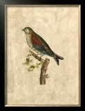 Buy Selby Birds VI at AllPosters.com