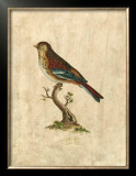 Buy Selby Birds IV at AllPosters.com