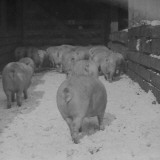 Pigs in Alley Waiting to Be Judged at Swift Meat Packing Packington Plant Premium Photographic Print