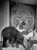 Buy "Butch", Baby Female Indian Elephant in the Dailey Circus, in the Household of the Davenports at AllPosters.com