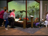 Children Riveting to Swamp Habitat Bird Life in North American Exhibit, Museum of Natural History