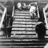 Pigs at Top of Wooden Walkway Arriving at Swift Meat Packing Packington Plant Premium Photographic Print