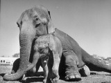 Buy "Butch", Baby Female Indian Elephant in the Dailey Circus, Standing Beneath Full-Size Elephant at AllPosters.com
