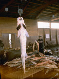 Sturgeon Being Gutted During Roe Removal, at Astrakhan Fish Complex Processing Plant, Russia