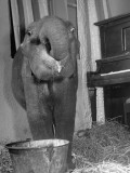 Buy "Butch", Baby Female Indian Elephant in the Dailey Circus, at Feeding Time at AllPosters.com