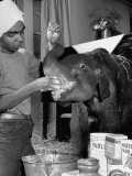 Buy "Butch", Baby Female Indian Elephant in the Dailey Circus, Being Fed by Keeper Singh at AllPosters.com