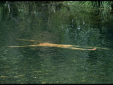 Member of Hippie Mystic Arts Commune Swimming Naked Underwater in Secluded Stream