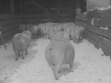 Pigs in Alley Waiting to Be Judged at Swift Meat Packing Packington Plant Premium Photographic Print