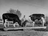 Herbert Read Watching His Trained Cows Play on the See-Saw