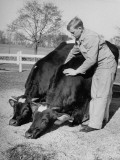 Herbert Read Having His Trained Cows Kneel to the Ground