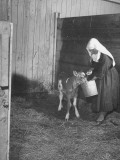 Date Unknownnun Feeding Baby Calf from Bucket