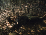 Dead Viet Cong Lying in Woods