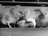 Buy Baby Chick at Myrick's Morris Hatchery Hatching at AllPosters.com