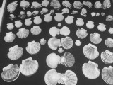 Buy Shell Fair, Sanibel Island at AllPosters.com