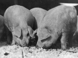 Pigs at Swift Meat Packing Packington Plant Premium Photographic Print