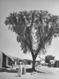 Buy Large Palm Tree at AllPosters.com