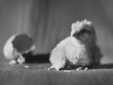 Baby Chick Fresh Out of Egg and Resting