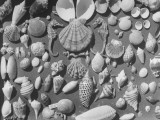 Buy Shell Fair, Sanibel Island at AllPosters.com
