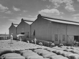 Buy People Working on a Cotton Plantation at AllPosters.com
