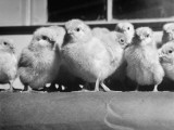 Buy Baby Chicks, Myrick's Morris Hatchery at AllPosters.com