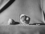 Baby Chick Looking at Egg