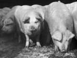 Pigs at Swift Meat Packing Packington Plant Premium Photographic Print