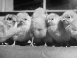 Buy Baby Chicks, Myrick's Morris Hatchery at AllPosters.com