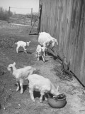 Buy Mother Goat Standing with Baby Quadruplets at AllPosters.com