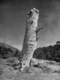 Buy Tree Trunk in Field at AllPosters.com