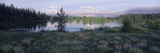 Lupine Surrounds a Pond Near Mount Moran