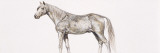 Buy Arab Thoroughbred Horse (Equus Caballus), Illustration at AllPosters.com