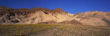 Wild Flowers Grown in the Valley, Death Valley National Park, Nevada, California, Usa