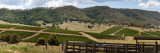 Vineyards in the Hunter Valley