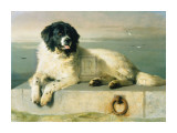 A Distinguished Member Of The Humane Society