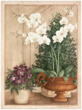Grande Orchidée I