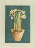 Narcisses Blancs