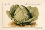 Chou Coeur de Bœuf