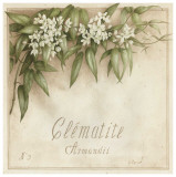Buy Clematite, Armandii at AllPosters.com