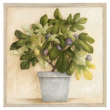 Buy Figuier en Pot at AllPosters.com