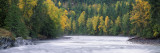 Pine Trees Line Banks of the Adams River Along Salmon Run