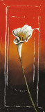 Calla II