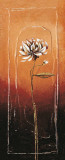 Allium II